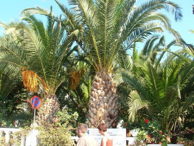 Palm Bay Hotel Сисси Экстерьер фото